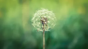 Dandelion White Petal Floaties Wallpaper