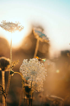 Dandelions Over Golden Hours Wallpaper