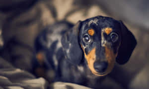 Dapple Dachshund Sitting On Bed Wallpaper