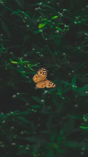 Dark Aesthetic Orange Butterfly Wallpaper