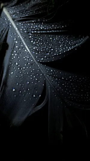Dark Android Feather Dew Wallpaper