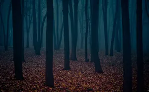 Dark Autumn Forest With Dried Leaves Wallpaper