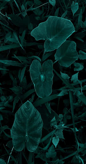 Dark Beauty Abides In Every Petal Of This Gorgeous Flower. Wallpaper