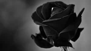 Dark Black Rose Aesthetic Wallpaper