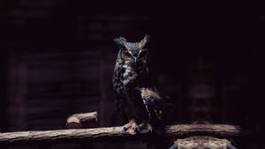 Dark Blue Owl Wallpaper