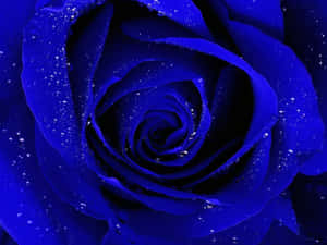 Dark Blue Rose Abstract 1600 X 1200 Wallpaper