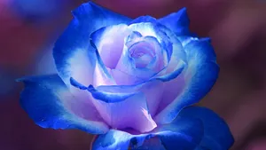 Dark Blue Rose Abstract 1920 X 1080 Wallpaper