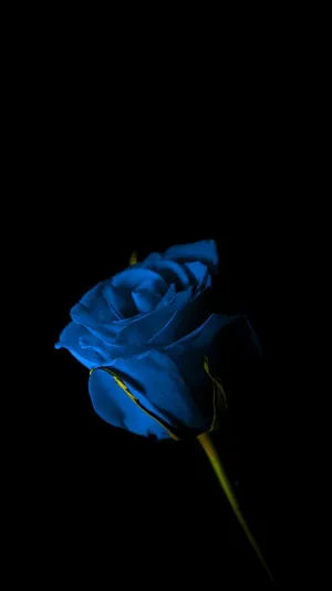 Dark Blue Rose Wallpaper