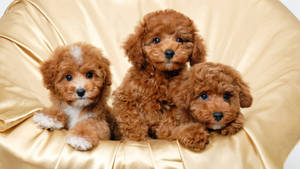 Dark Brown Puppies Wallpaper