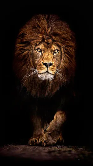 Dark Cave Lion Iphone Wallpaper