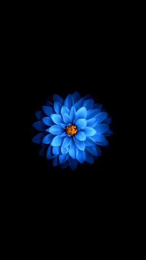 Dark Floral Blue Flower Wallpaper