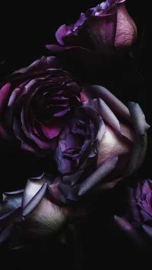 Dark Floral Rosesi Phone Wallpaper Wallpaper