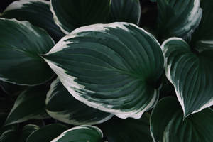 Dark Green Heart Shaped Leaves Wallpaper