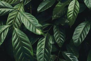 Dark Green Multiple Leaves Wallpaper