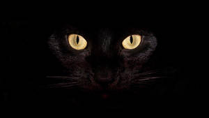 Dark Laptop Black Cat Eyes Wallpaper