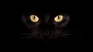 Dark Laptop Black Cat Eyes Wallpaper