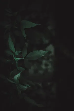 Dark Outdoor Leaves Wallpaper