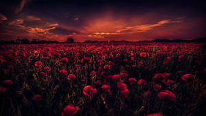 Dark Poppy Field Uhd Wallpaper