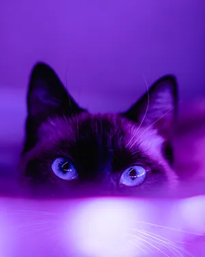 Dark Purple Aesthetic Siamese Cat Wallpaper