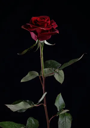 Dark Red Rose Flower Android Wallpaper