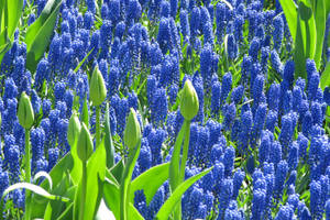 Daytime Blue Hyacinth Flowers Wallpaper