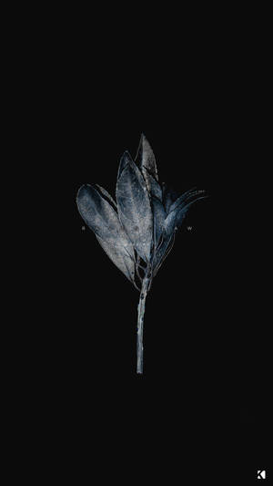 Dead Botanicals Dark Aesthetic Wallpaper
