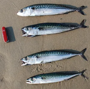 Dead Mackerel Fishes On Sand Wallpaper