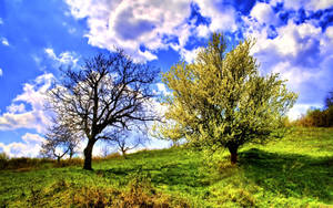 Dead Tree And Green Tree Wallpaper