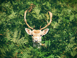 Deer On Full Screen Desktop Wallpaper