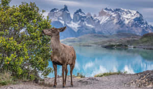 Deerin Torres Del Paine National Park Wallpaper
