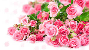 Delicate Bundle Of Pink Roses Wallpaper