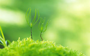 Delicate Detail Of Nature In Full Hd Wallpaper