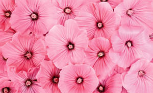 Delicate Pink Hibiscus In Full Bloom Wallpaper