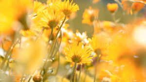 Delicate Yellow Aesthetic Flower Desktop Wallpaper