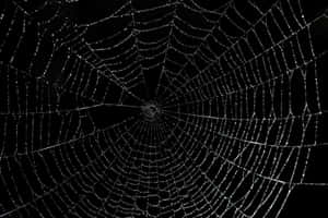 Dewy Spider Web Night Wallpaper