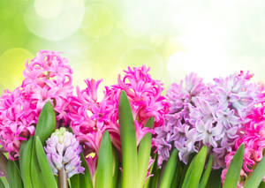 Different Hyacinth Flower Types Wallpaper