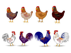 Different Shades Hen Wallpaper