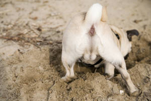 Digging Dog Butts Wallpaper