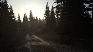 Dirt Path Forest Dayz Desktop Wallpaper