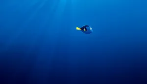 Disney Finding Dory Laptop Wallpaper