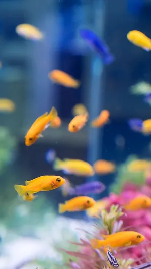 Dive Into A Virtual Aquarium With Your Iphone Wallpaper