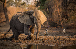 Diverse Wildlife Gathered Around A Mud Pool In The African Savannah Wallpaper