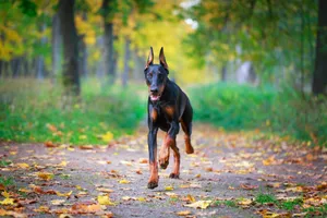 Doberman Pinscher Running Wallpaper