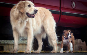 Dog And Puppy Beside Car Wallpaper