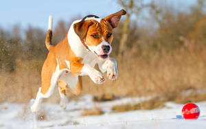 Dog, Friend, Running, Ball Wallpaper