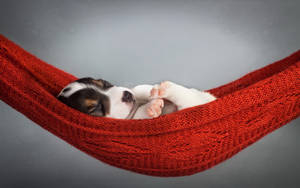 Dog In Red Hammock Wallpaper