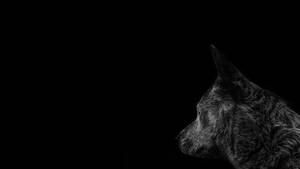 Dog On Black Desktop Wallpaper