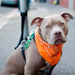 Dog Pitbull With Scarf Wallpaper