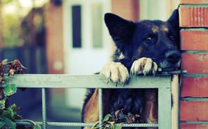 Dog Waiting Behind Gate Wallpaper