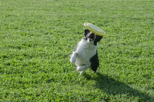 Dog With Green Frisbee Wallpaper